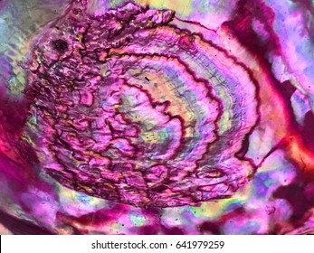 Abalone Shell Background