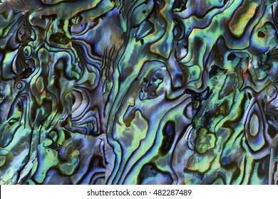 Abalone shell background texture