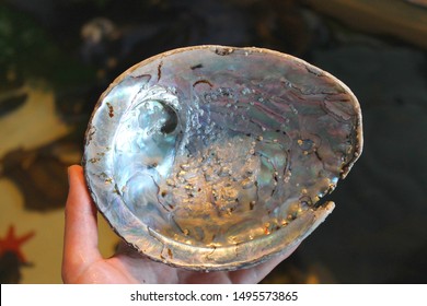 Abalone shell (Haliotis midae) iridescent. South African abalone shell texture rainbow colors. Perlemoen abalone or paua. Fresh aquaculture farming marine animal and popular Chinese food dish.