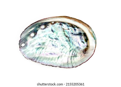 abalone shell isolated white background