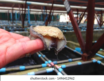 Abalone shell mollusc in aquaculture (Haliotis midae). South African abalone shell texture. Iridescent perlemoen abalone or paua. Fresh aquaculture farming marine animal and popular Chinese food dish.