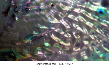 Abalone Shell Texturebeautiful Backgroundanimal Texture Stock Photo ...