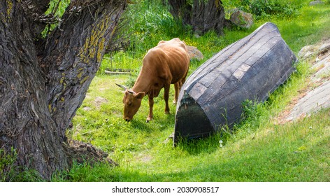 Abandon Boat On The Shore Of Danube Delta Plus One Cow