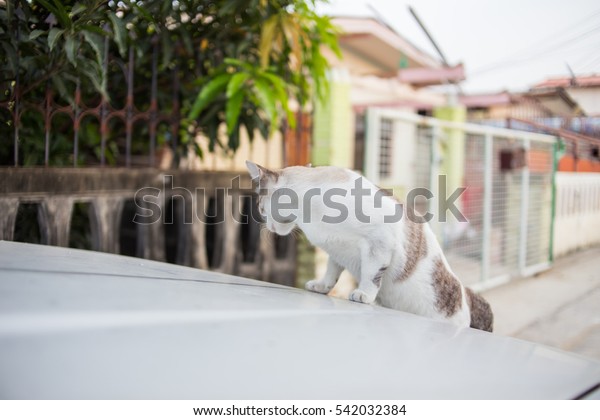 abandon cat on the\
car