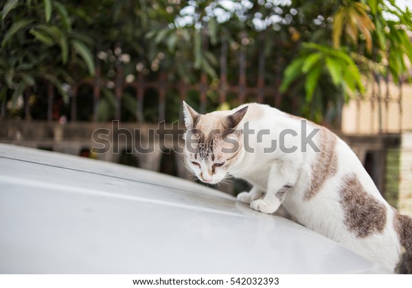 abandon cat on the\
car