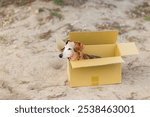 Abandon dog in the paper box at outdoor