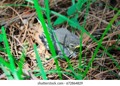 Abandoned Baby Bird