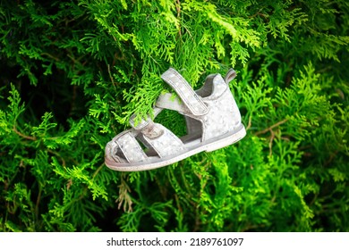 Abandoned Baby Shoe Hang On Tree. Lost Children's Shoes