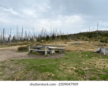 Abandoned bench, barren forest, cloudy sky - Powered by Shutterstock