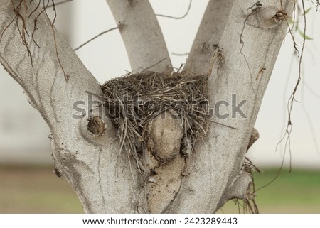 an abandoned bird nest on tree	

