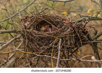 Abandoned bird's nest in the autumn forest