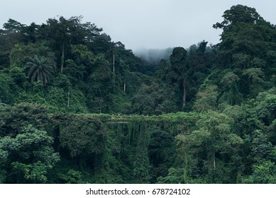 Abandoned Bridge Taken Over By The Jungle In Equatorial Guinea