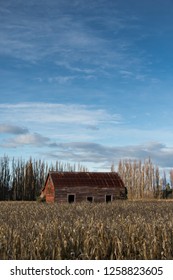 Abandoned Building In A Field Of Maize
