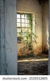 abandoned building window with sun rays and ivy