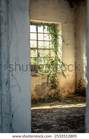 abandoned building window with sun rays and ivy