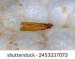 Abandoned by a moth pupa of Indian mealmoth (Plodia interpunctella) on a rice wafer.