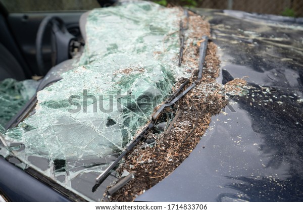 Abandoned car with shattered windshield and debris\
from trees.