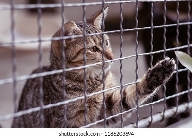 Abandoned Cat Behind The Fence In Animal Shelter. Pet Adoption. Playful Tabby Cat.