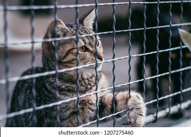 Abandoned Cat Behind The Fence In Animal Shelter. Pet Adoption. Playful Tabby Cat.