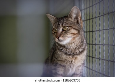 Abandoned Cat In Cage. Pet Adoption. Tabby Cat In Animal Shelter.