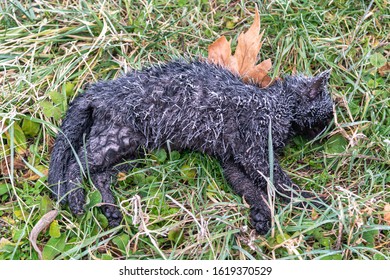 An Abandoned Cat Died Of The Cold. Frozen Black Cat's Corpse