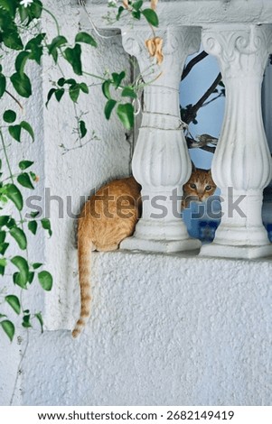 Abandoned cat exploring in Hammamet