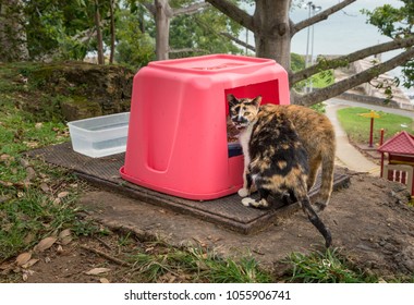 Abandoned Cats And Kittens Eating From Food Box In San Juan, Puerto Rico