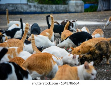 Cat Donation Images Stock Photos Vectors Shutterstock