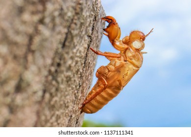 Abandoned Cicada Shell On Tree Trunk, Concept Of New Life Or Breaking Free