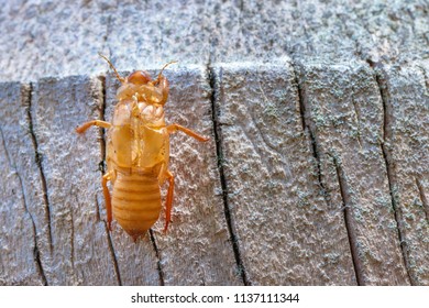 Abandoned Cicada Shell On Tree Trunk, Concept Of New Life Or Breaking Free