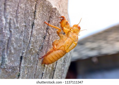 Abandoned Cicada Shell On Tree Trunk, Concept Of New Life Or Breaking Free