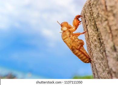 Abandoned Cicada Shell On Tree Trunk, Concept Of New Life Or Breaking Free