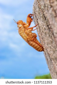 Abandoned Cicada Shell On Tree Trunk, Concept Of New Life Or Breaking Free