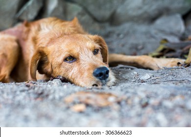 Abandoned Dog