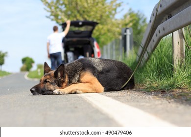 Abandoned Dog