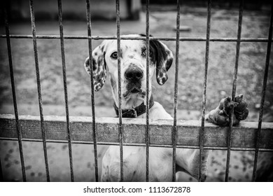 Abandoned Dog And Caged Animal Abuse And Neglect