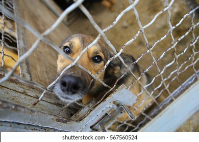 Abandoned Dog In The Kennel,homeless Dog Behind Bars In An Animal Shelter.Sad Looking Dog Behind The Fence Looking Out Through The Wire Of His Cage/Animal Shelter.Boarding Home For Dogs