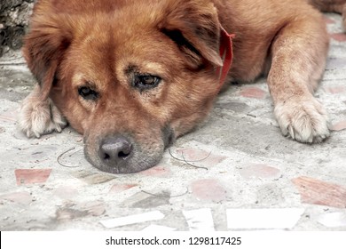 Abandoned Dog Missing Someone Or Lonely Looking Sad Lying On The Ground.