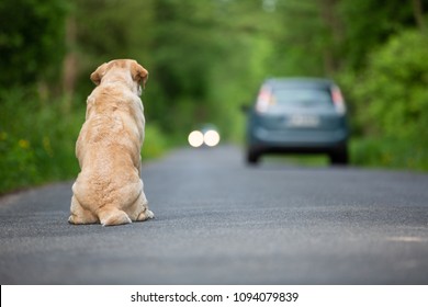 Abandoned dog on the road