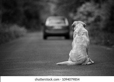 Abandoned dog on the road - Shutterstock ID 1094079854