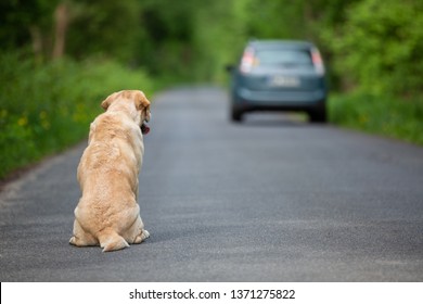 Abandoned Dog On The Road