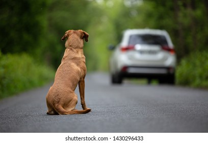Abandoned dog on the road - Shutterstock ID 1430296433