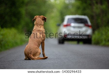 Abandoned dog on the road