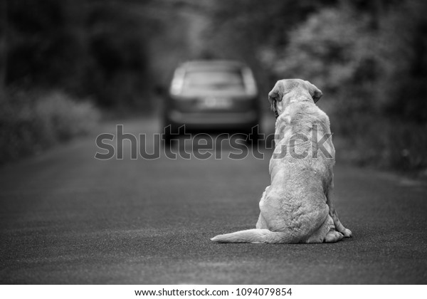 Chien Abandonné Sur La Route : Photo De Stock (modifiable) 1094079854