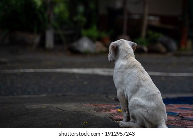 Abandoned Dog On The Road, Stray Dog, Puppy, Dirty, Adopt, Street, Leave, Sad Emotions, Outside, Lonely, Homeless, Advertising, Adoption Concept, Copy Space, Thailand.