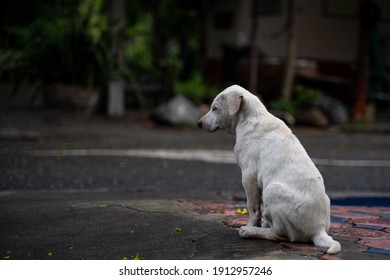 Abandoned Dog On The Road, Stray Dog, Puppy, Dirty, Homeless Dog Adopt, Street, Leave, Sad Emotions, Outside, Lonely, Advertising, Adoption, Copy Space, Thailand.