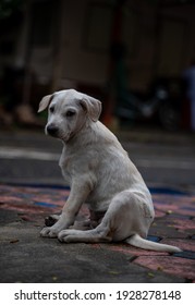 Abandoned Dog On The Road, Stray Dog, Puppy, Dirty