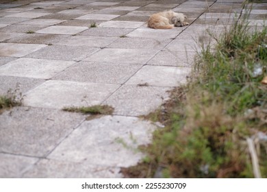 Abandoned dog resting on the ground - Shutterstock ID 2255230709