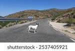 An abandoned dog standing in the middle of the road leading to the mountains