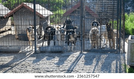 Abandoned dogs in animal shelter. Asylum for dogs. Stray dogs in living in terrible conditions in iron cage. Poor and hungry street dogs. 